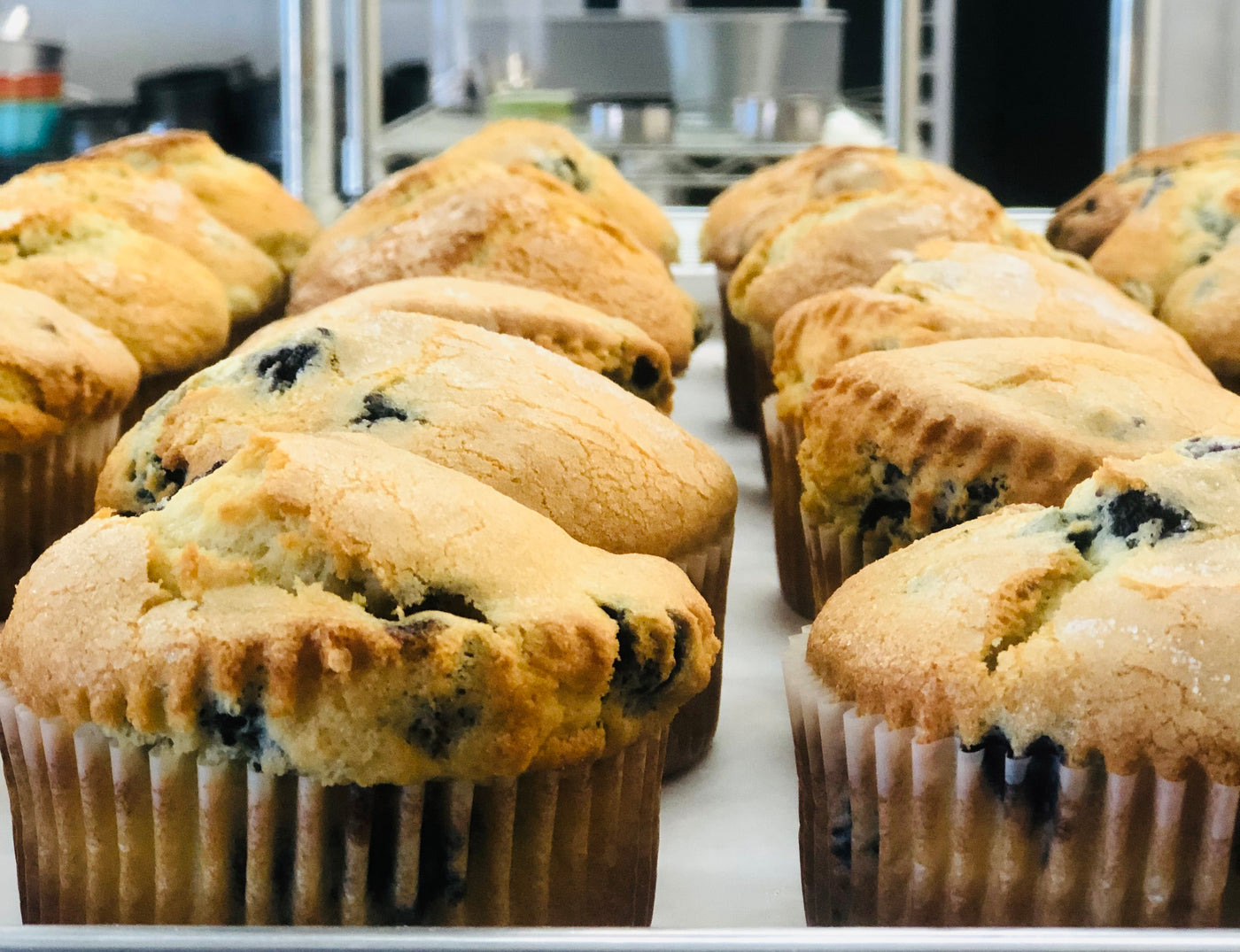 close up blueberry muffins on a bakery sheet pan copyrighted image