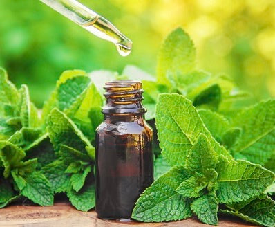 Peppermint Essential Oil