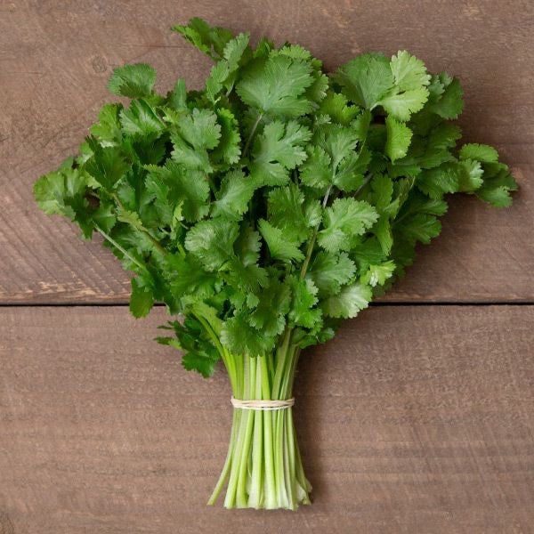 Fresh Cilantro-bunch