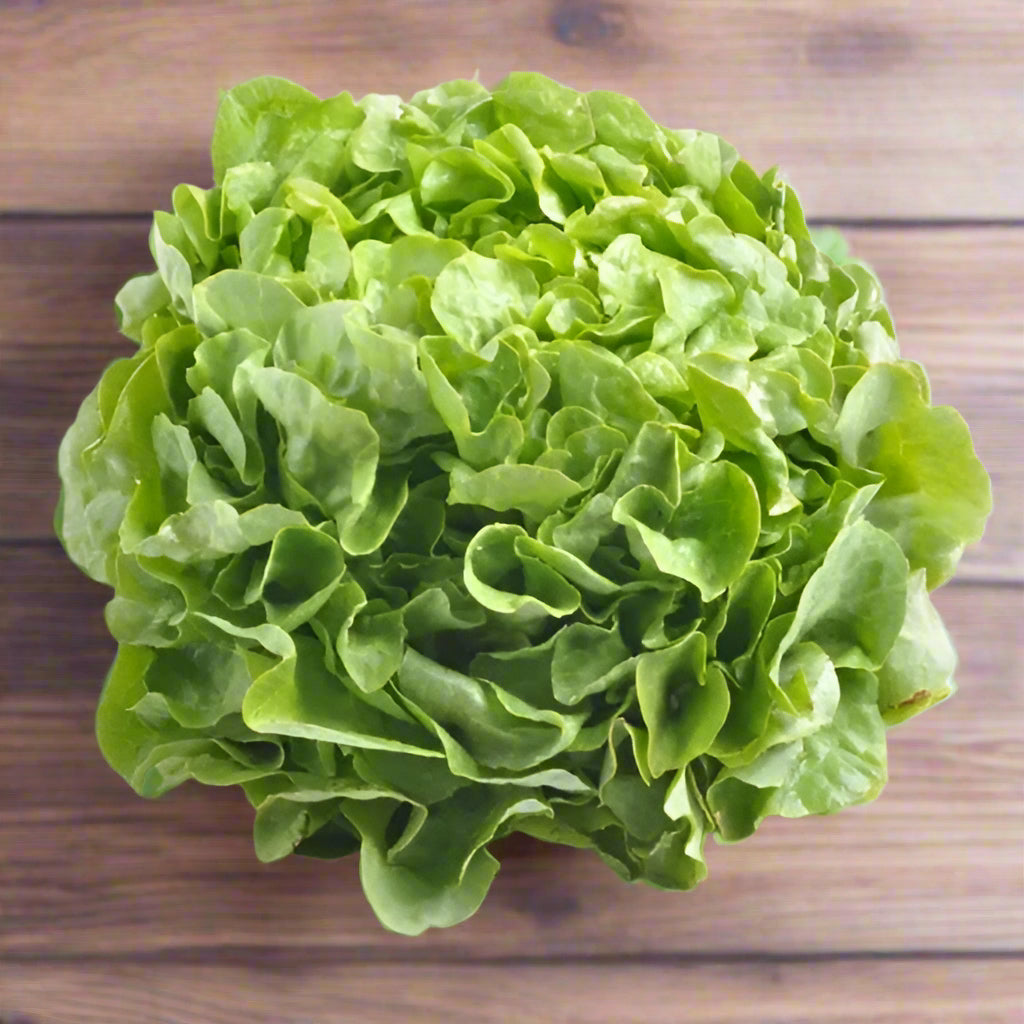 Butter Lettuce