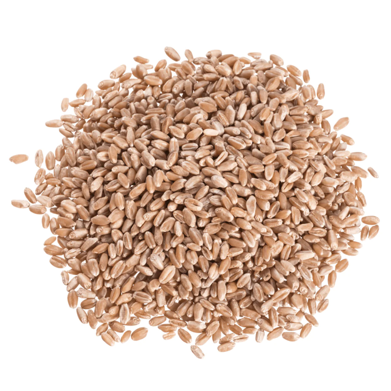 Gold Hard Red Spring Wheat
