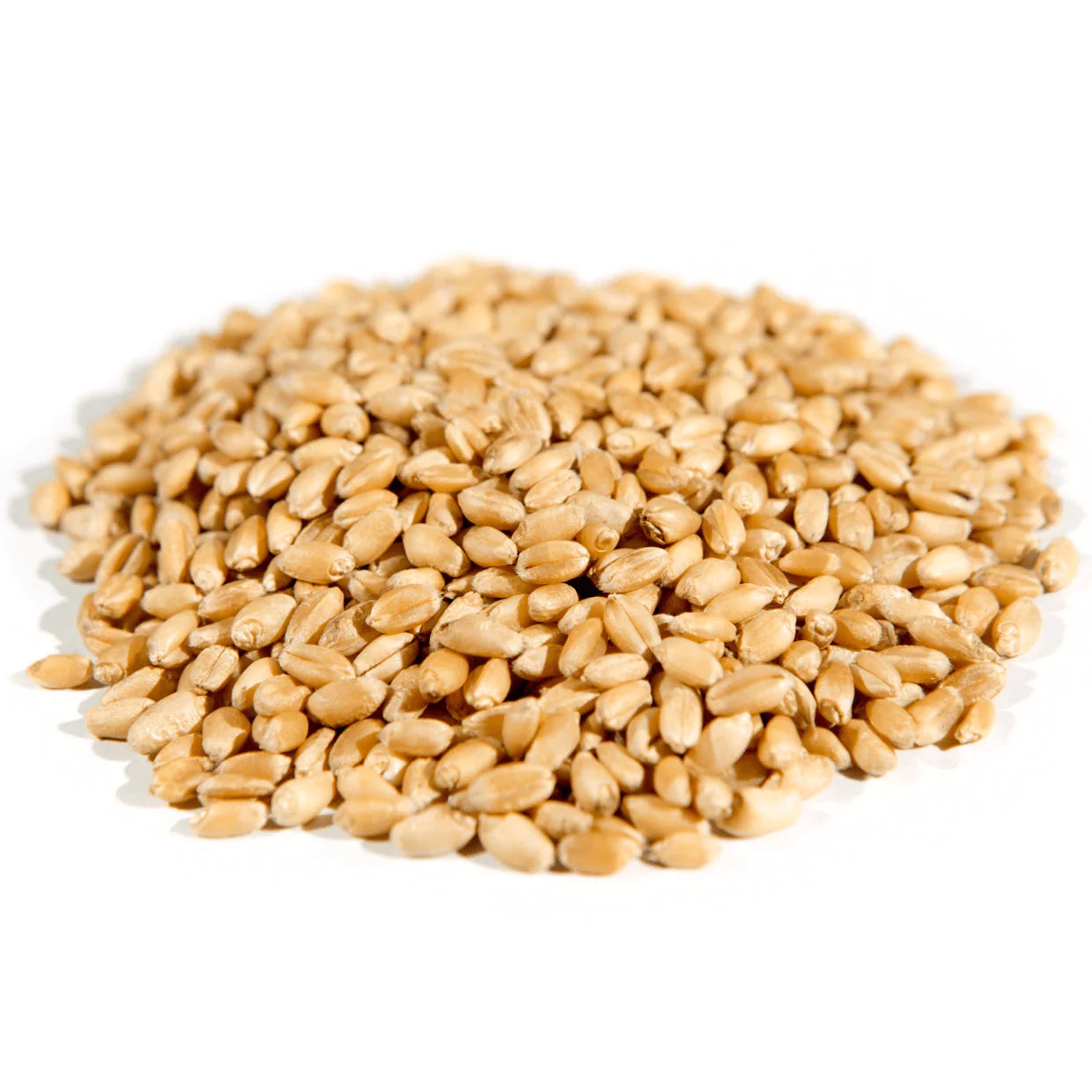 Gold Hard White Spring Wheat